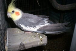 Lindbergh auf dem Polsterbett