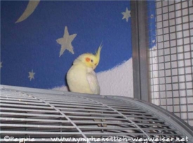 Pinky auf dem Palace