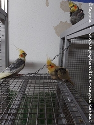 Timmi, Blondie und Cuddles