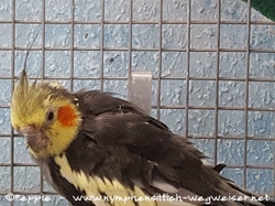 Wir sagen Danke! Arnie