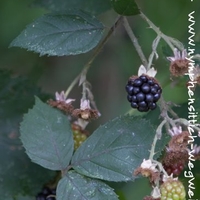 Brombeere - Frucht