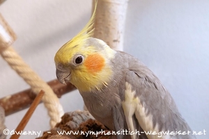 Nymphensittich beim Targettraining