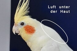 Luftsackriss