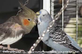 Paar aus Nymphensittich und Wellensittich