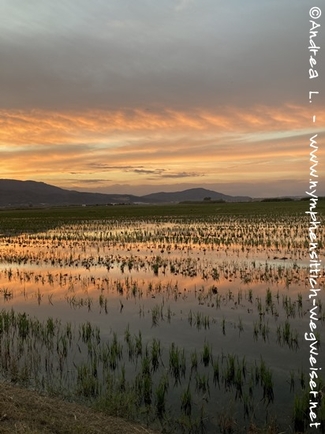 Reisfelder in Spanien