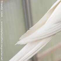 Weißkopf Lutino - Schwanzoberseite seitlich