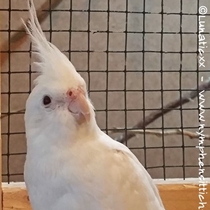 Weißkopf Lutino - Gesamtansicht