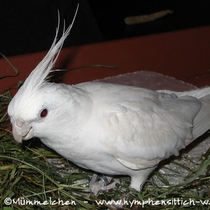 Albino - Gesamtansicht