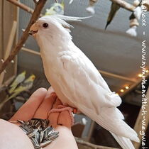 Weißkopflutino - Jungvogel