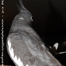 Weißkopf Kopffleckschecken Henne - Rücken