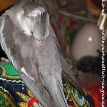 Weißkopf - Zimt - Kopffleckschecke - Männchen - Rücken