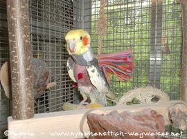 wieder mit Halskrause