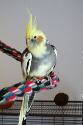 wildfarbener Schecke