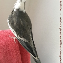 Weißkopfschecke wildfarben - Rücken