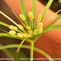 Blüte des Zyperngras