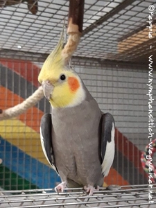 Hallo, ich bin Admiral Wobbles