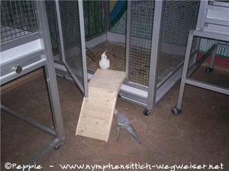 Angelina auf der Nagertreppe