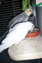 Angelina und Mambo am Reis