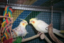 Annika und Gonzo