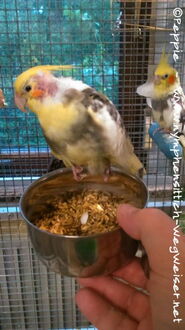 Chico auf dem Futternapf