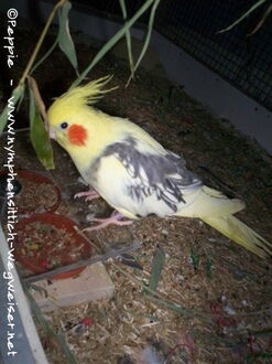 Frau James auf dem Dach