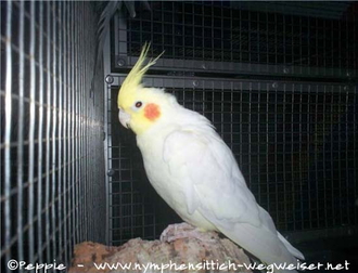 Hallo, ich bin Gonzo