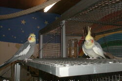 Knut und Otto auf der Anflugklappe