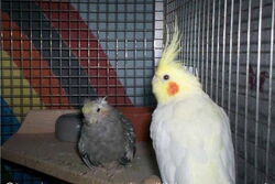 Lilli mit Pinky auf dem Eckbrett