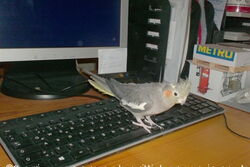 Lisa auf der Tastatur