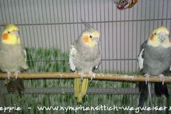 Manni mit Lissy und Monday