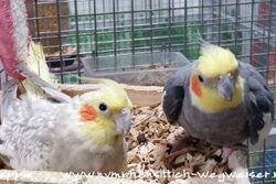 Rainbow und Cuddles in der Wühlkiste 1