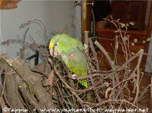 Schreddertauglichkeit - hervorragend!