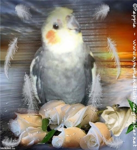 Sternenkind Karlchen