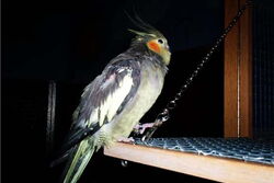 Tiffy auf der Anflugklappe
