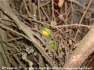 Möglichkeiten zum Verstecken - zahlreich zu finden