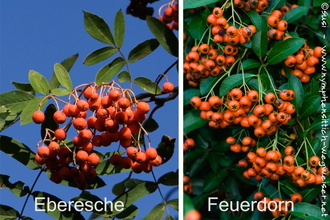 Eberesche und Feuerdorn