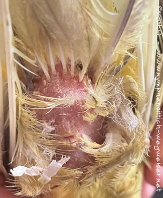 An der Kloake sieht man die Grabmilben gut