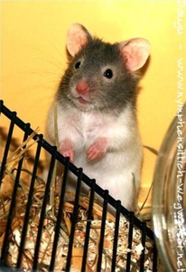 Hamster