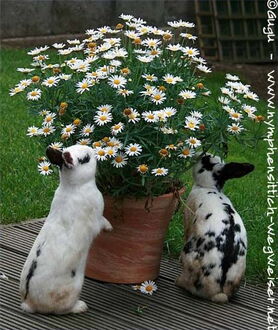 Kaninchen