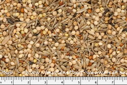 Nymphensittich Wegweiser-Mischung der Körnerbude