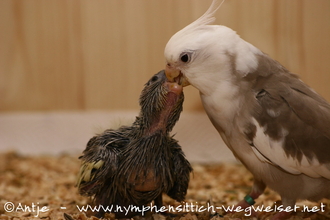 Füttern durch die Eltern