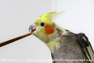 Nymphensittich beim Clickertraining