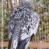 Weißkopf geperlt - Rücken