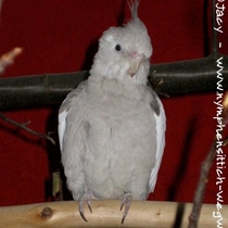 Weißkopfzimt -Kopffleckscheckenmännchen - Jungvogel - der Kopf lässt das Umfärben erahnen