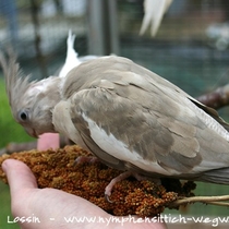 Weißkopf zimtfarbener Kopfflecksche - Jungvogel