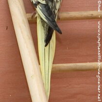 wildfarben opalin Schwanz von oben