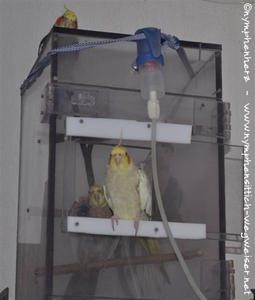 Inhalationskäfig in Benutzung