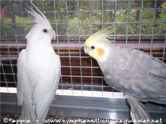 Angelina und Mambo am Fenster