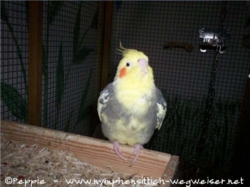 Bubi auf dem Spielplatz