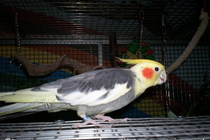 Cooper